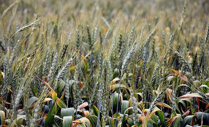 Tarımda "Buğday krizi" endişesi
